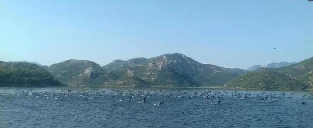 Апартаменты Apartment Dejic Вирпазар-37