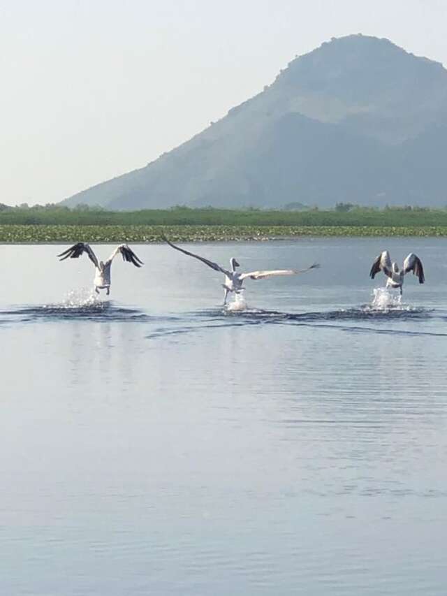 Апартаменты Apartment Dejic Вирпазар-38