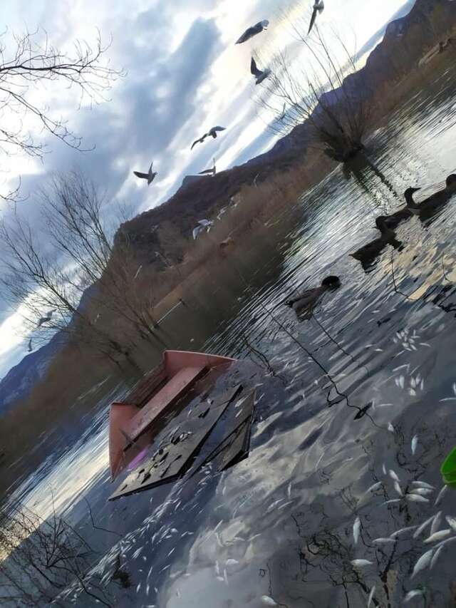 Апартаменты Apartment Dejic Вирпазар-39